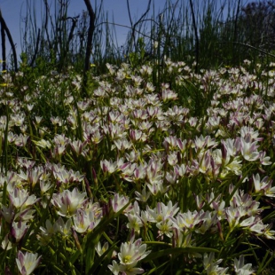 Geissorhiza imbricata